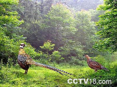 董寨国家级自然保护区风景图