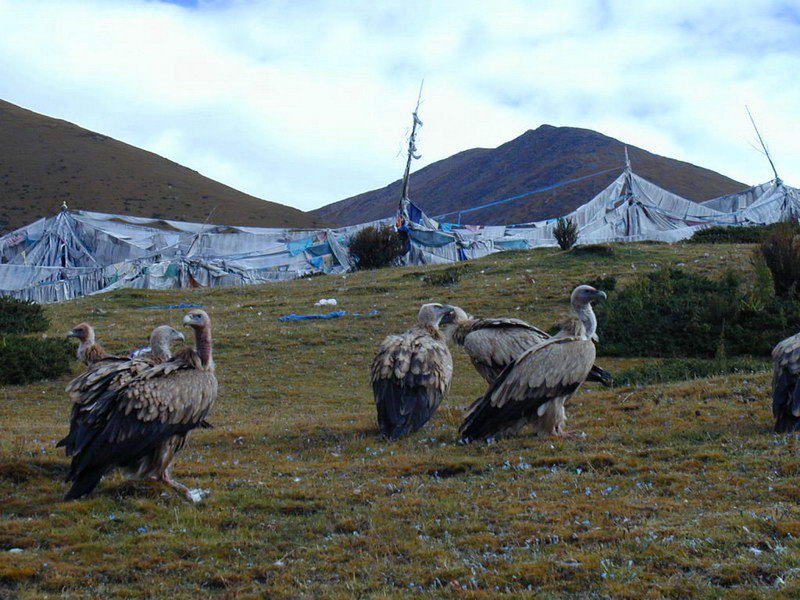 我目击西藏的神秘天葬！