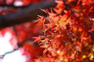 四个最有秋天味道的旅游地(图)