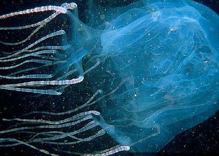 外出旅游时一定要避开的毒物(图)