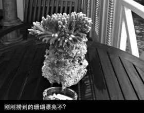 女子微博秀马尔代夫潜水捞出珊瑚被谴责