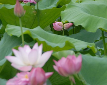 太空莲之一的“国庆红”在第26届广州莲花节当天喜结并蒂莲