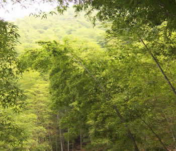 竹海风景区