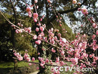 梅园风景区