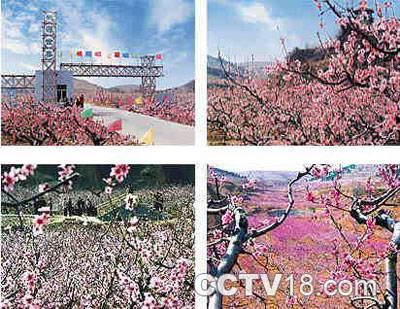 天下第一桃花园风景区