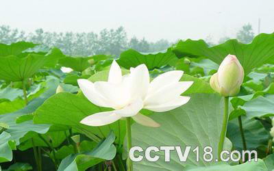 金刚岭万亩荷花园