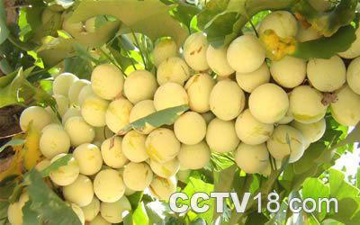 郯城新村银杏园