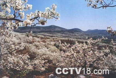 万亩梨园