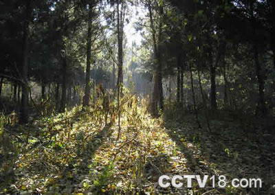 徐州环城国家森林公园