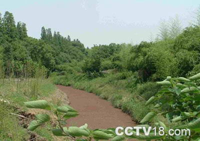 肖甸湖森林公园