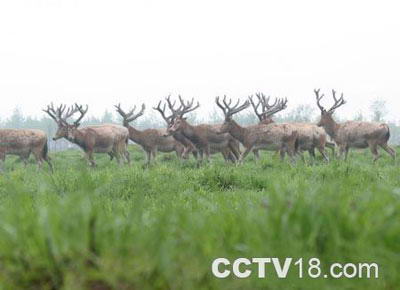大丰国家级麋鹿保护区