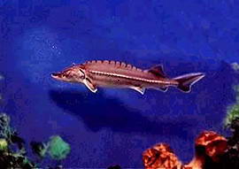 中华鲟自然保护区