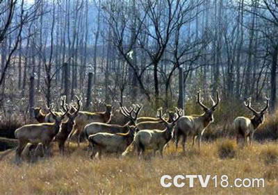 大丰市林场森林公园