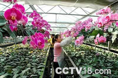 高港花卉园艺中心