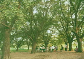 古银杏群落森林公园