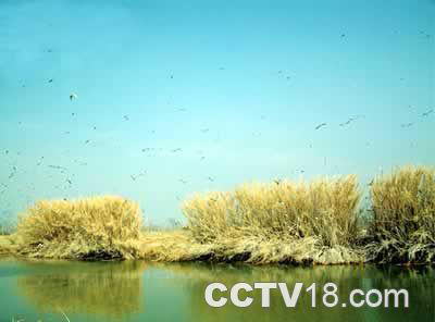 溱湖国家湿地公园