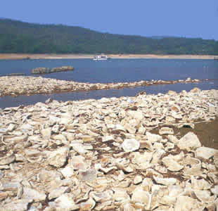 上林湖越窑遗址