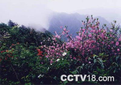 花岩国家森林公园