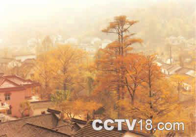 八都岕古银杏长廊