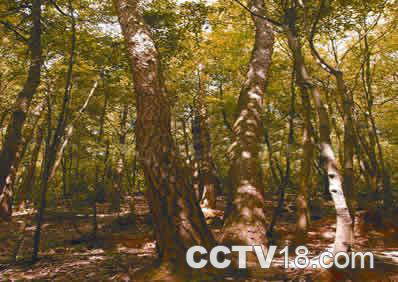 大佛寺风景旅游区