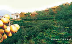 枇杷之乡——桐屿