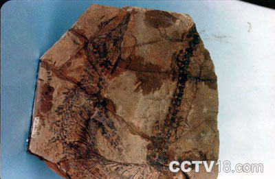 安徽省地质博物馆