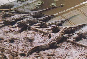 鳄鱼湖