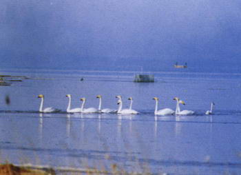 野鸭湖自然保护区