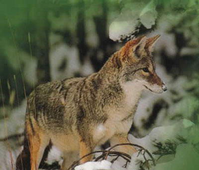 八达岭野生动物世界