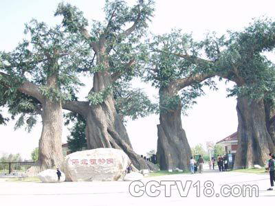 保定市植物园