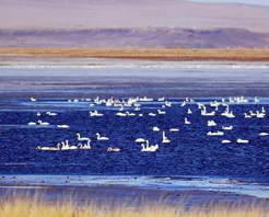 达里诺尔湖自然生态旅游区
