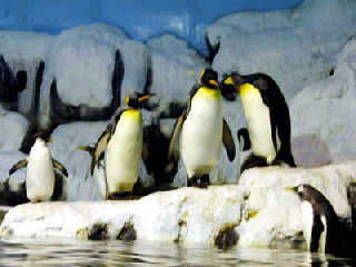 老虎滩海洋公园