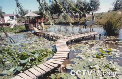 千年古莲园风景区