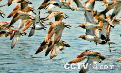 鸭绿江口滨海湿地