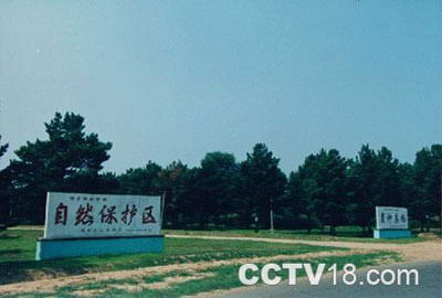 付家樟子松母树林自然保护区