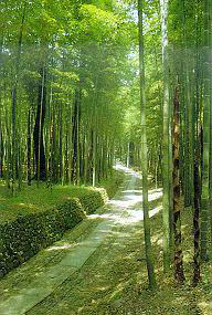 星星竹海风景区