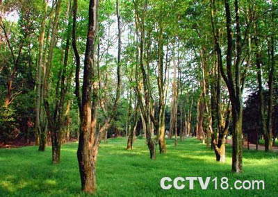 东台山国家森林公园