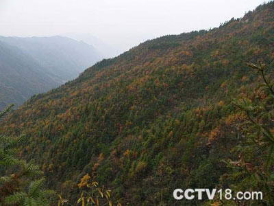 幕阜山森林公园