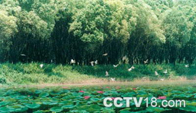 南洞庭湖湿地生态保护区