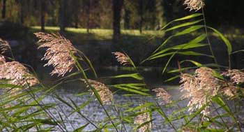 大渡河河心洲坝