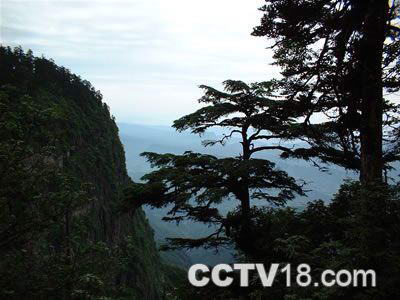 玉屏人工林海度假村