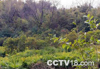 南屏山天然公园