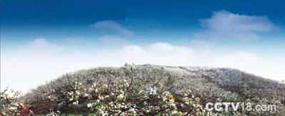 黄花梨农业旅游示范点