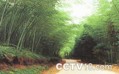 五峰山森林公园