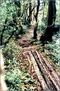 杜鹃山原始森林公园