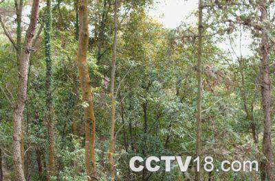 土地岭森林公园