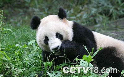 勿角大熊猫自然保护区