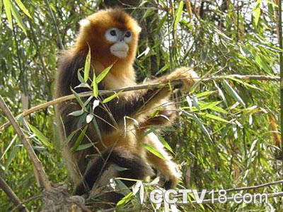 白河金丝猴自然保护区