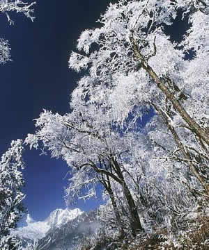 海螺沟原始森林