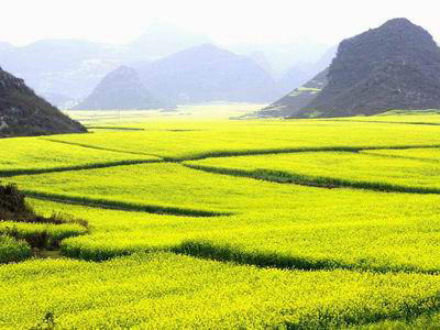 罗平油菜花海